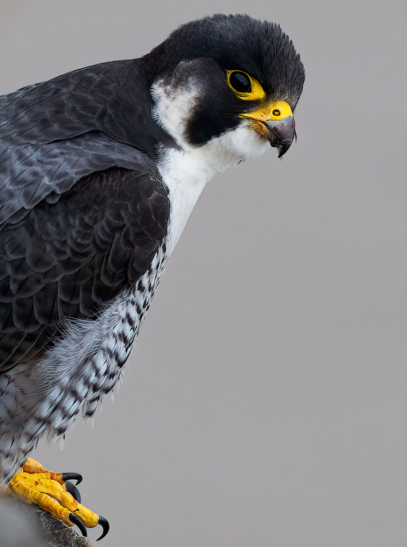 Peregrine
